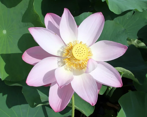 Pink lotus — Stock Photo, Image