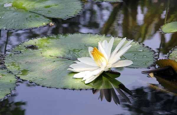Leaves and lotus — Stock Photo, Image