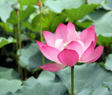 pembe lotus