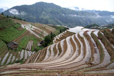 longsheng pirinç terasları