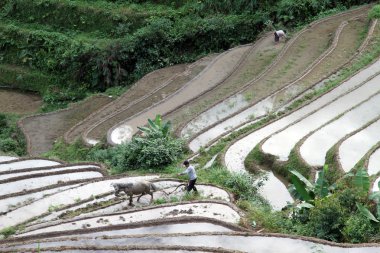 On the rice field