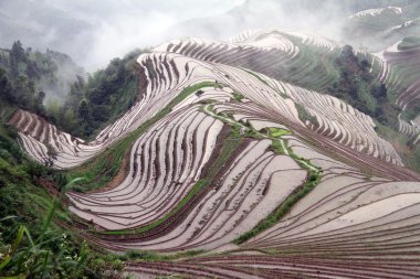 Longsheng Rice Terraces; China clipart