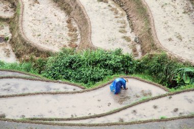 longsheng pirinç terasları