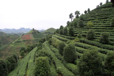 çay plantasyon