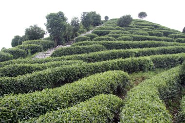 çay plantatrion