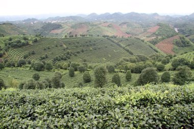 çay plantasyon