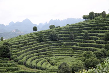 çay plantasyon