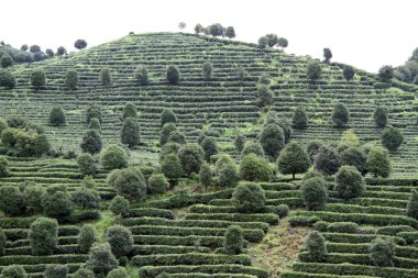 çay plantasyon