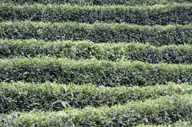 Çalılıkların üzerinde çay plantasyon