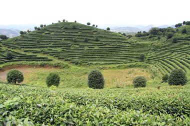 çay plantasyon