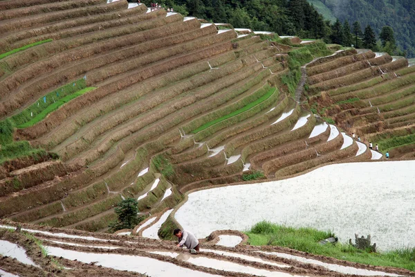 Terraços de arroz Longsheng; China — Fotografia de Stock