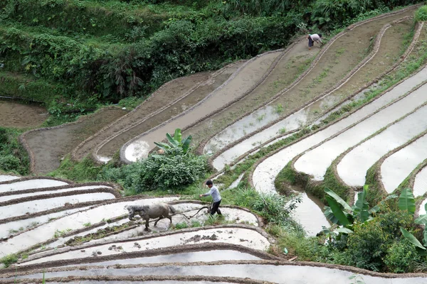 No campo de arroz — Fotografia de Stock