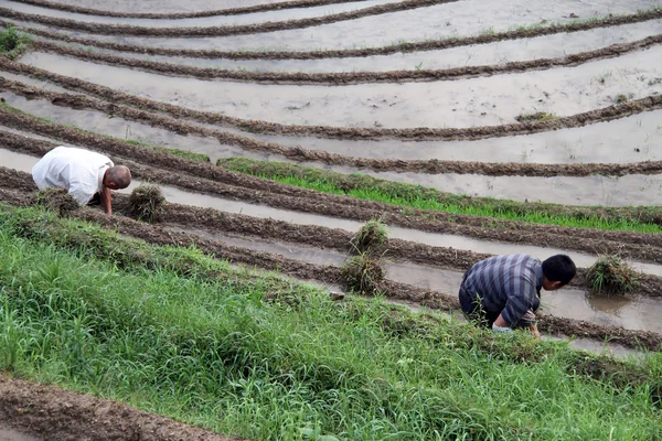 Люди на рисовом поле — стоковое фото