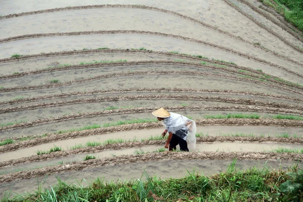 Человек на рисовом поле — стоковое фото