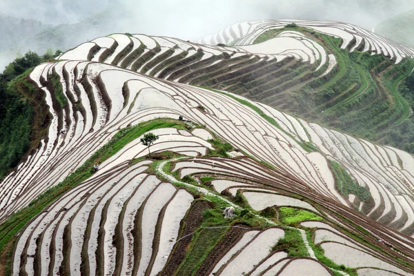 Longsheng rýžové terasy; Chiana — Stock fotografie