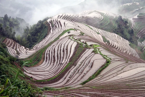 Рисовые террасы Луншэн; Китай — стоковое фото