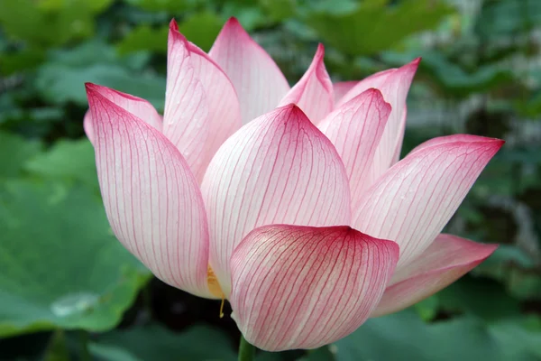 Big lotus — Stock Photo, Image