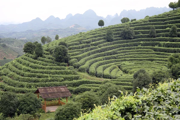 Wzgórza i herbata — Zdjęcie stockowe