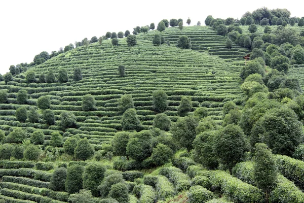 stock image Tea plantation