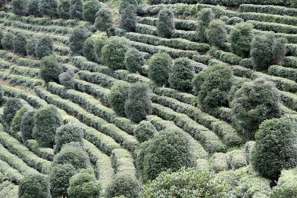 stock image Tea ans trees