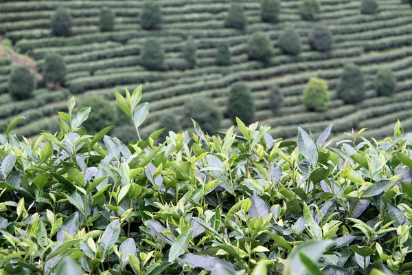 Krzewu herbacianego — Zdjęcie stockowe