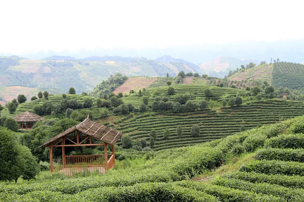 stock image Wooden houses and tea plantation