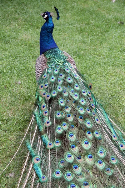 Peacock on the grass — Stock Photo, Image
