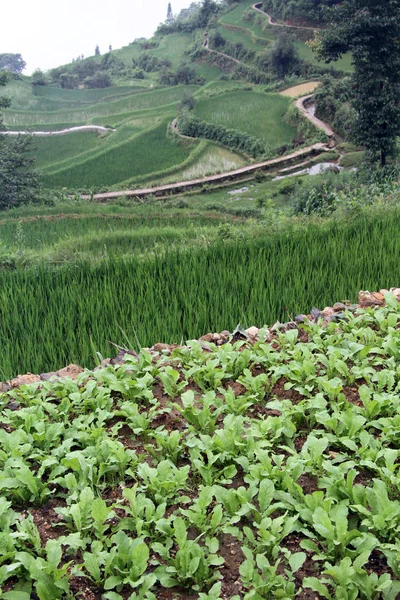 Jardín y arroz — Foto de Stock