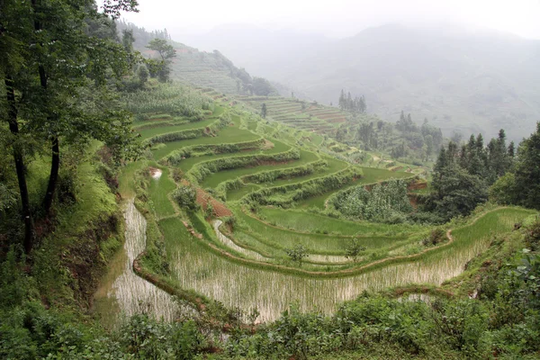 Morning and rice terraces — Stock Photo, Image