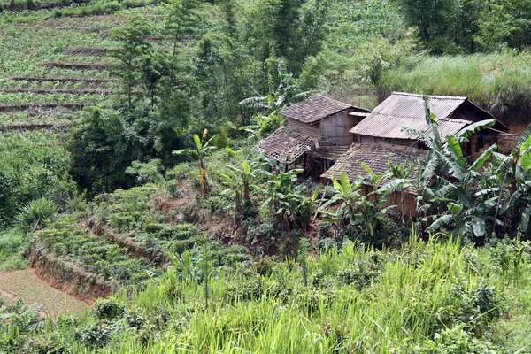 Farm houses and tea plantation — Stock Photo, Image