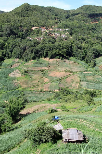 Village and tea plantation — Stock Photo, Image
