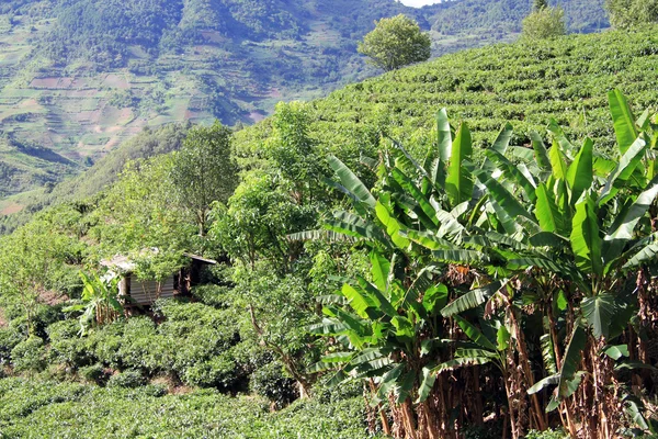 Bananer och teplantage — Stockfoto
