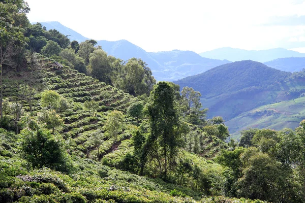 Plantación de té —  Fotos de Stock