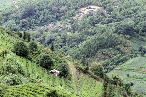 Village and tea — Stock Photo, Image