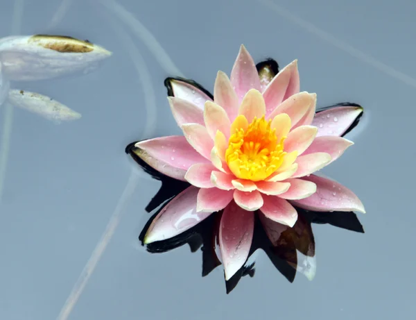 Big lotus — Stock Photo, Image