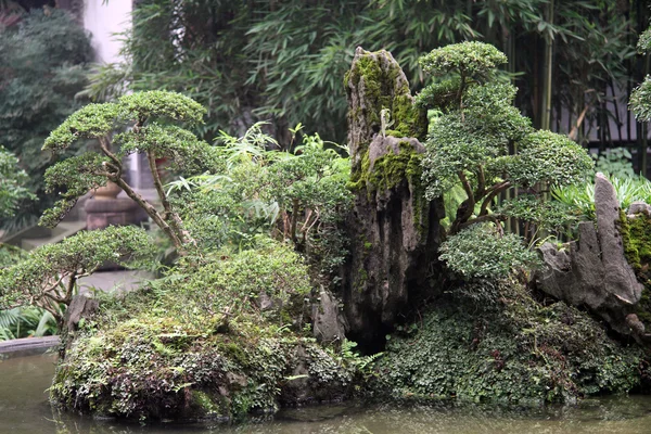 Bonsai in garden — Stock Photo, Image