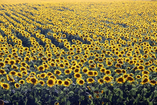 Stock image Sunflowers