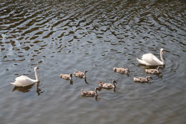 Kuğu aile