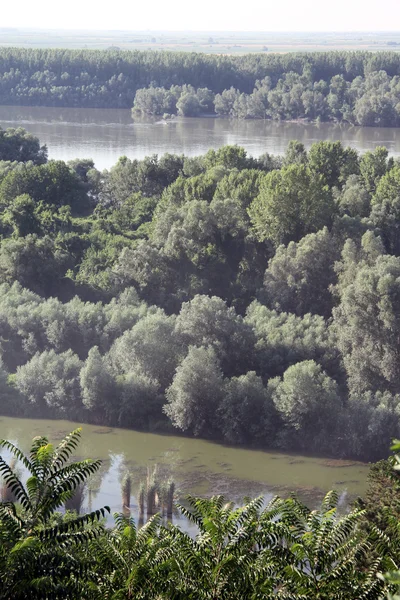 Skog nära floden Donau — Stockfoto