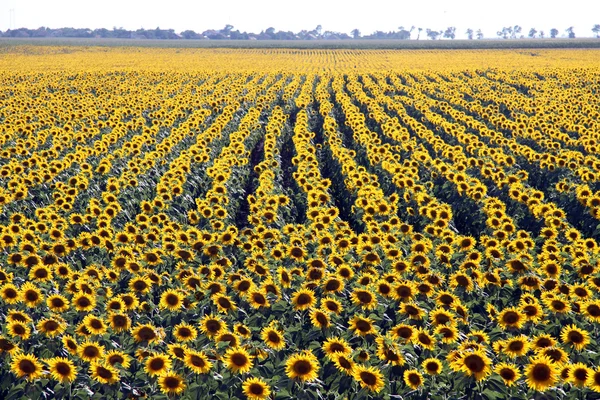 stock image Rows of flowers