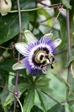 Passiflora coerulea clipart