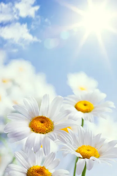 추상 빈티지 꽃 여름 배경 — 스톡 사진