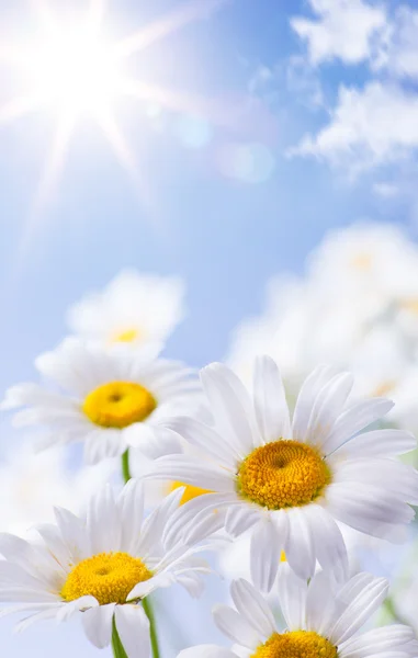 Blommig sommar bakgrund — Stockfoto