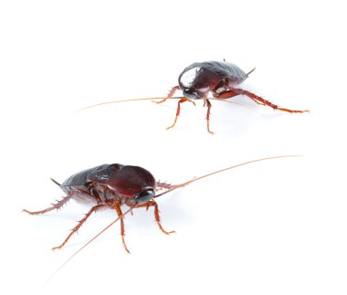 Art couple Cockroach bug isolated on white background clipart