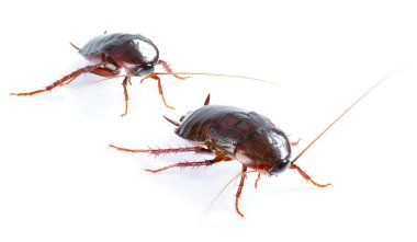 Art couple Cockroach bug isolated on white background clipart