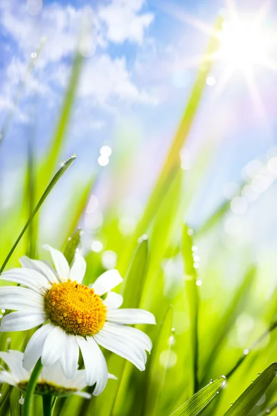 Fundo natural de verão com margaridas flores na grama — Fotografia de Stock