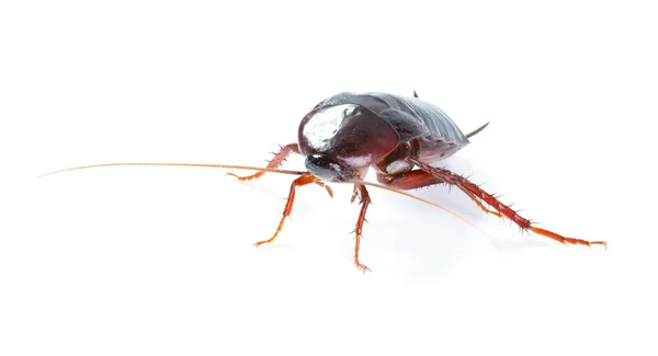 在白色背景上孤立的艺术蟑螂 bug — 图库照片
