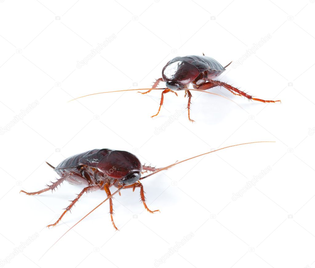 Art couple Cockroach bug isolated on white background
