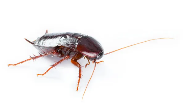 Kunst kakkerlak bug geïsoleerd op witte achtergrond — Stockfoto