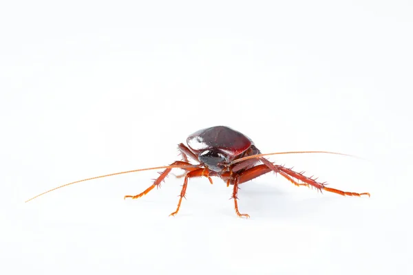 在白色背景上孤立的蟑螂 bug — 图库照片